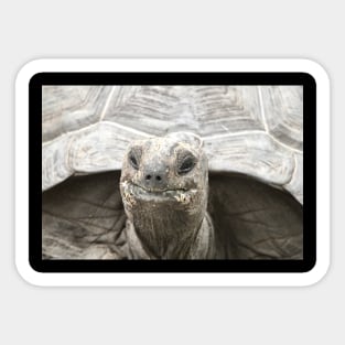 Giant tortoise Sticker